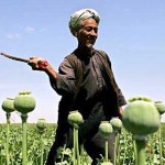 Afghan harvester in poppy field